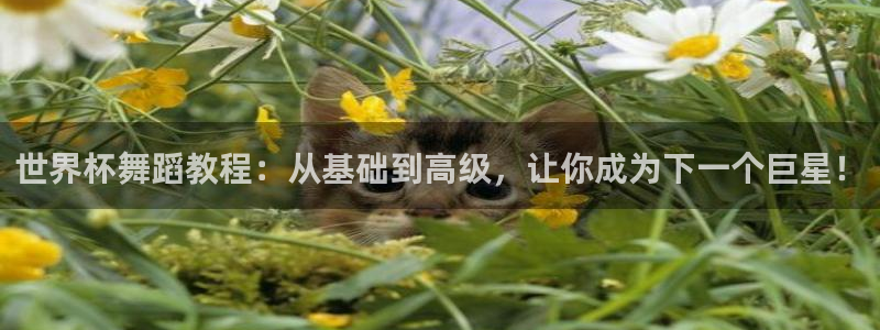 2026世界杯亚洲区预选赛赛程：世界杯舞蹈教程：从基础到高级，让你成为下一个巨星！