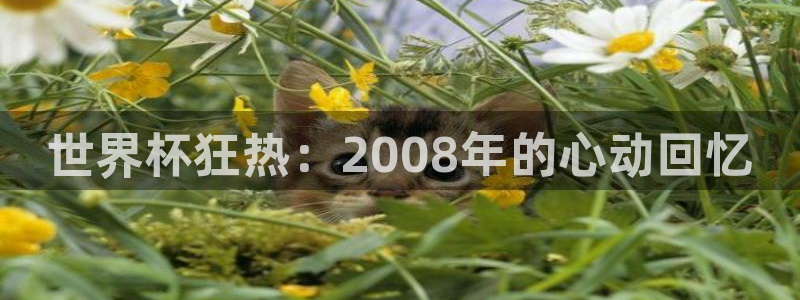 2026世界杯亚洲预选赛赛程：世界杯狂热：2008年的心动回忆